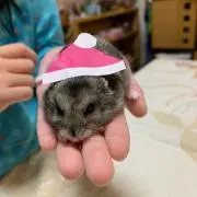 はむの画像