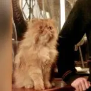 chocoプロフィール確認お願いしますの画像