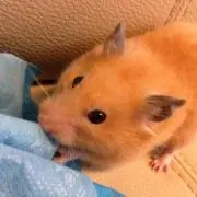 ハル