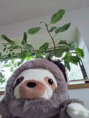 ショコラ