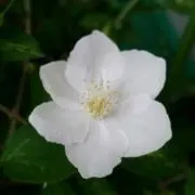 うっかり8べえ
