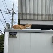 べこの画像