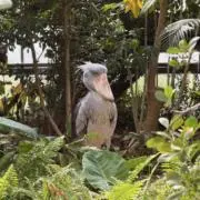 ブロンコダディーの画像