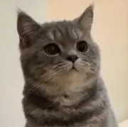 SO-SAの画像
