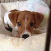 むぎちゃんの画像