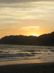 桐の画像