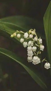 y-*♡の画像