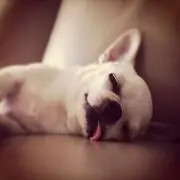 ユイの画像