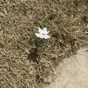 ちよこの画像