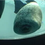 ともや