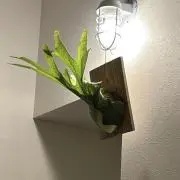 タロー
