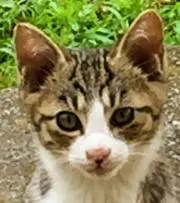 ママバー