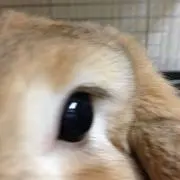 tom