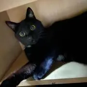 クロの画像