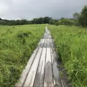 あんげの画像