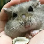 ミルクチョコ