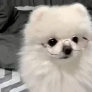 らっこの画像