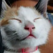 るらたま