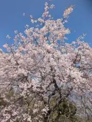 akiの画像
