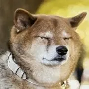 柴太郎の画像