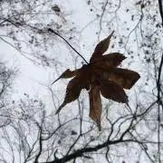 ハト