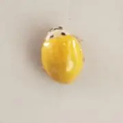 虹の画像