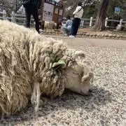 メリープの画像