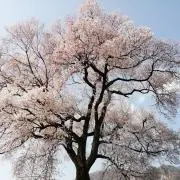 KN