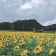 みゆき