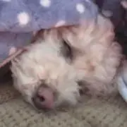 あい