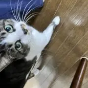 もちの画像