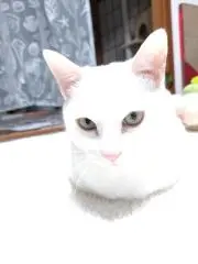 ロロの画像