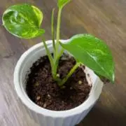 kau