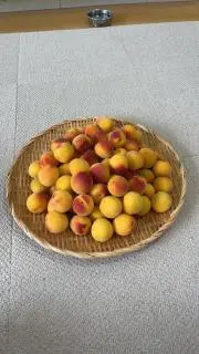 mayaの画像