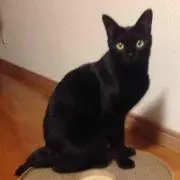 キャット
