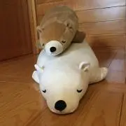 momoの画像