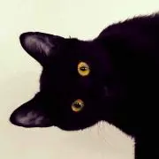 ぱぴこ