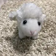 たまこの画像