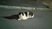 こまつ