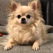 ハレルリナの画像