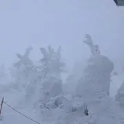 shibuの画像