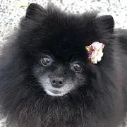 ぎこう