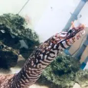 ビリーの画像