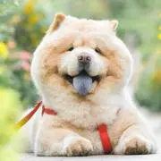 とっとの画像
