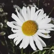 inewo
