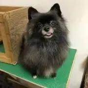 *いぬごや*の画像