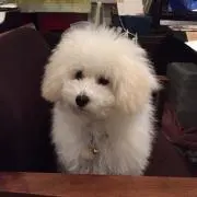 ポポの画像