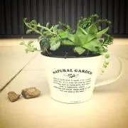 いろは♪の画像