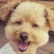 erikoの画像