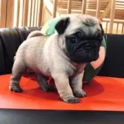 よっしゃーの画像